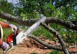 Best Arborist Consultation Services  in Talpa, NM