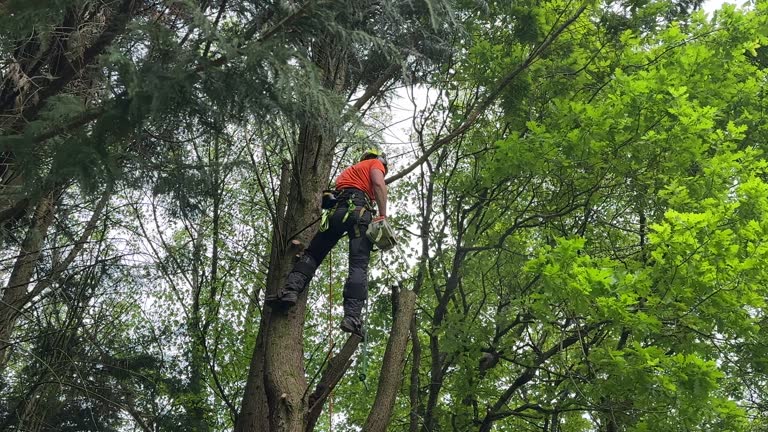 Best Tree Maintenance Programs  in Talpa, NM