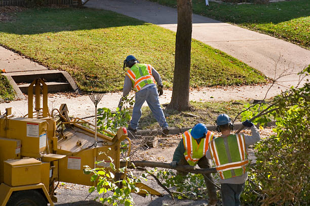 Talpa, NM  Tree Services Company