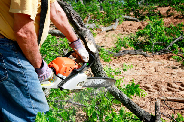 Best Root Management and Removal  in Talpa, NM